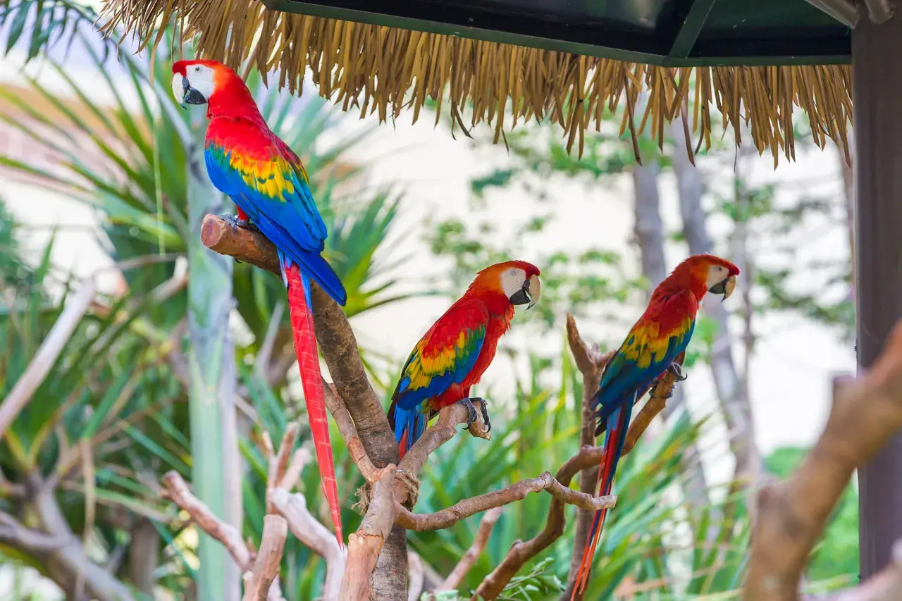 chimelongpandahotel (103)