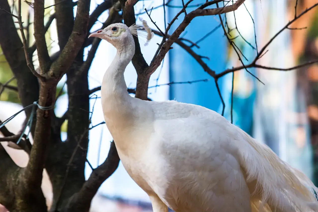 chimelongpandahotel (29)