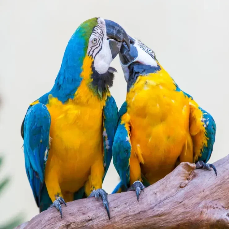 Park Access & Combo Packages at Chimelong Panda Hotel: Your Ultimate Guide to Seamless, Stress-Free Fun in Guangzhou