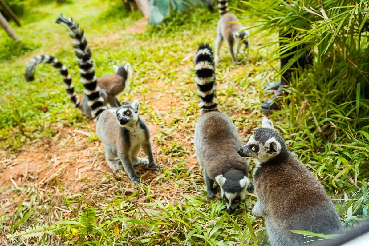 chimelongpandahotel (4)