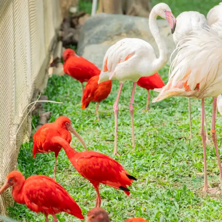 Animal Encounters Inside the Hotel: Your Ultimate Guide to the Mini-Zoo at Chimelong Panda Hotel, Guangzhou