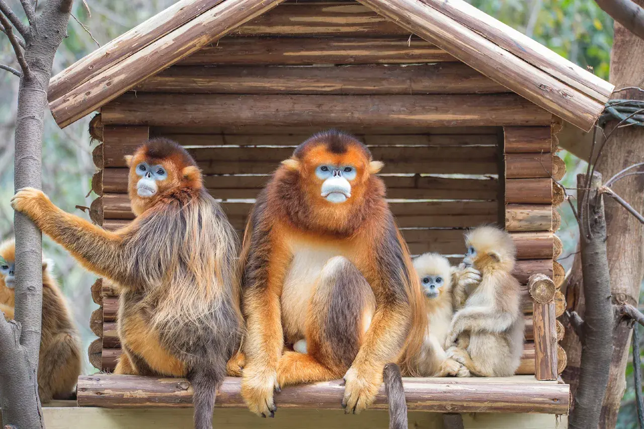 chimelongpandahotel (6)