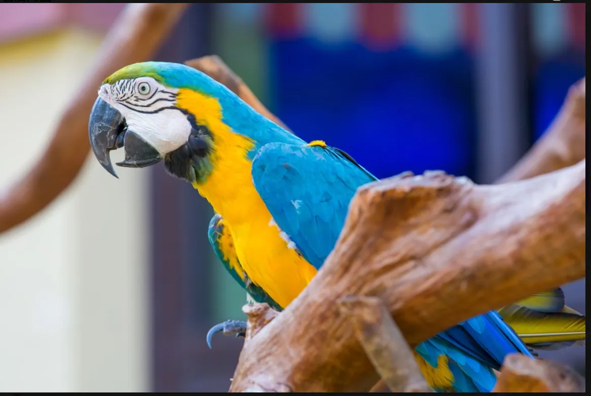 chimelongpandahotel (84)